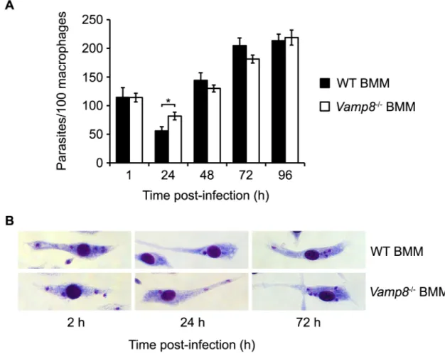 Fig 7. Absence of VAMP8 does not affect intracellular survival of L. major in macrophages