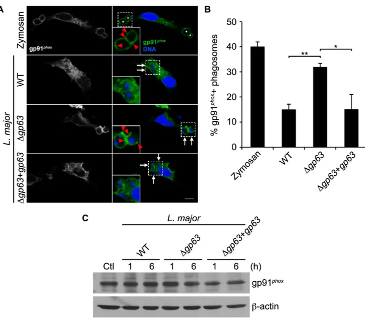 Fig 4. L. major GP63 inhibits gp91 phox recruitment to the phagosome. (A) Confocal microscopy images of C57BL/6 peritoneal exudate macrophages (PEM) fed zymosan particles or infected with opsonized WT, Δgp63, or Δgp63+gp63 L