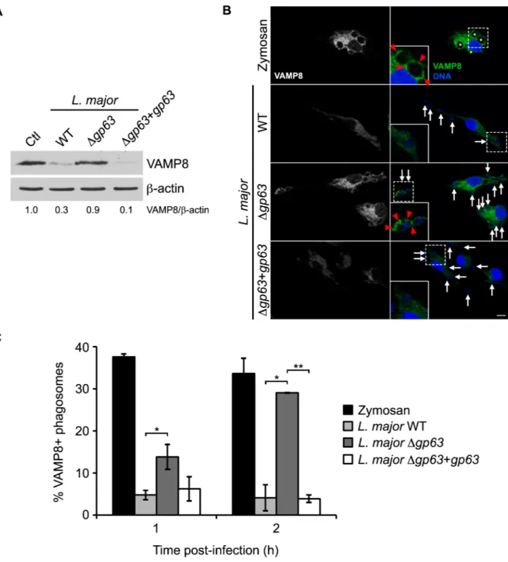Fig 5. L. major GP63 cleaves VAMP8 and prevents its recruitment to phagosomes. (A) VAMP8 cleavage in C57BL/6 x 129 BMM infected for 2 h with opsonized WT, Δgp63 or Δgp63+gp63 L