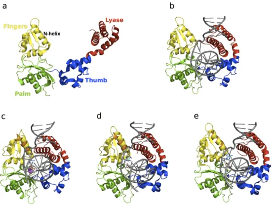 Figure 6. Conformational exchange experienced by Pol β. Residues displaying elevated R 2  and  15 N‐