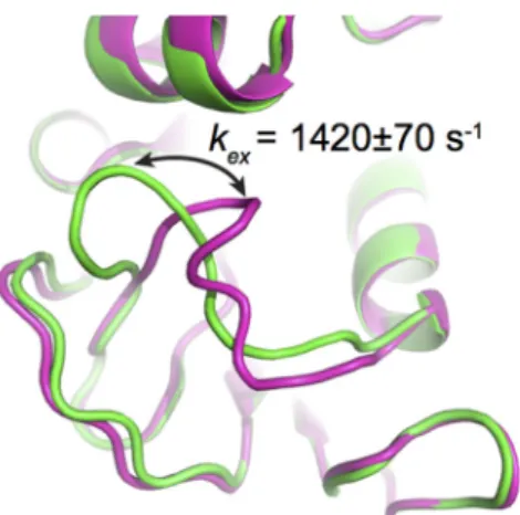 Figure 1. Conformational exchange experienced by the Met20 loop in E. coli DHFR, as probed by  15 N‐