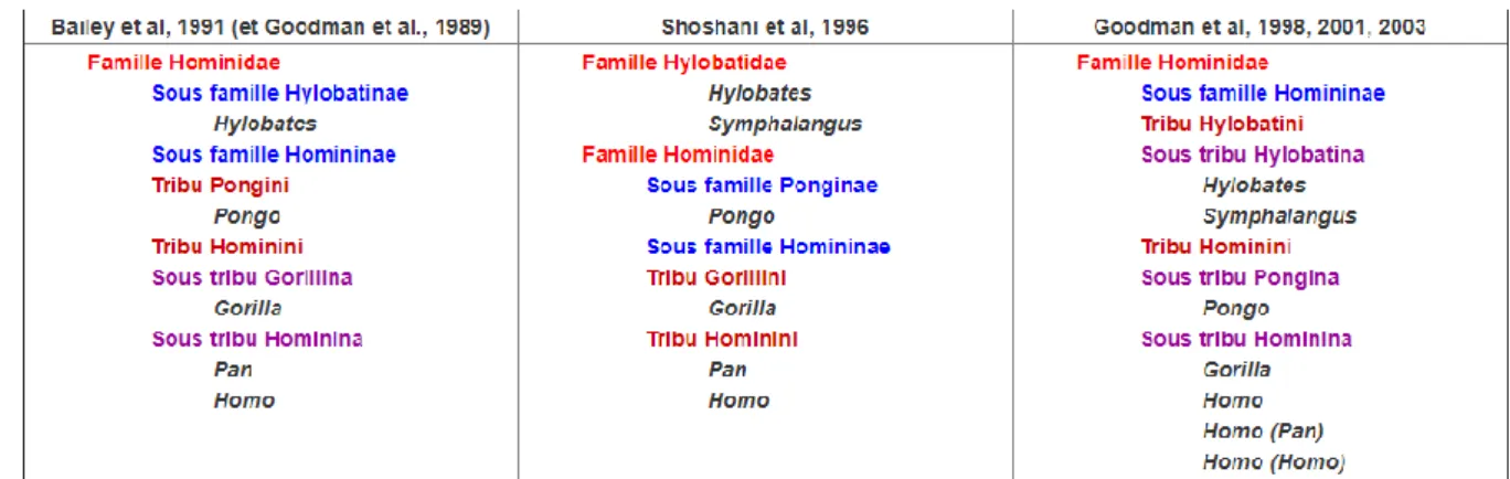 Figure 2 : Exemples de classification de l’humain dans l’arbre phylogénétique des primates   (©https://planet-vie.ens.fr ) 