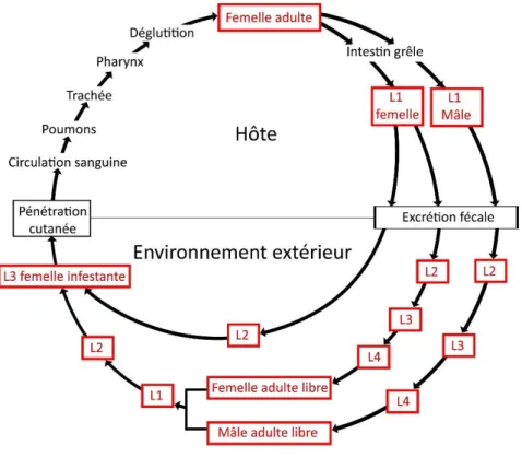 Figure 11 : Cycle de vie de Strongyloïdes sp.  (d’après Harvey et al. 2000)