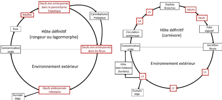 Figure 12 : Cycle de vie de C. hepaticum  (d’après .cdc.gov)