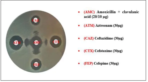 Figure 12. Positive combined disc diffusion test obtained with a K. pneumoniae strain 
