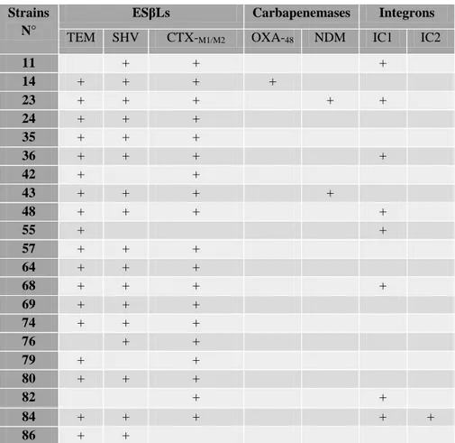 Table 16. β-lactamase coding genes were investigated in the other Enterobacterial species (n=11)  Strain 