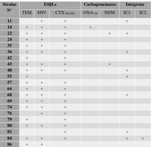 Table 16. β-lactamase coding genes were investigated in the other Enterobacterial species (n=11)  Strain 