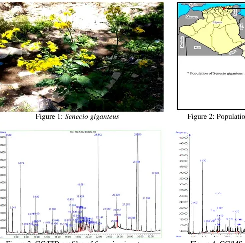 Figure 3: GC/FID profiles of Senecio giganteus  Figure 4: GC/MS profiles of Senecio giganteus 