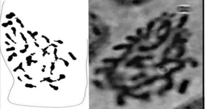Fig 4: karyotype of Senecio jacobaea 2n = 4x = 40 (Magnification = HI 100X)