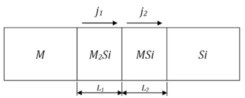 FIGURE 1.5 – Croissance simultanée de M 2 Si et MSi entre M et Si. 