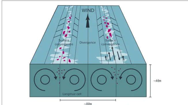 Figure 3. Schematic of Langmuir circulation and water dynamics therein. Pink particles are plastic particles, which accumulate in regions where Lagmuir cells converge at the surface