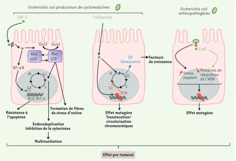 Figure 4.  Implication d’Escherichia coli dans la carcinogenèse colorectale.  Les E. coli producteurs de colibactine induisent des cassures double brin 