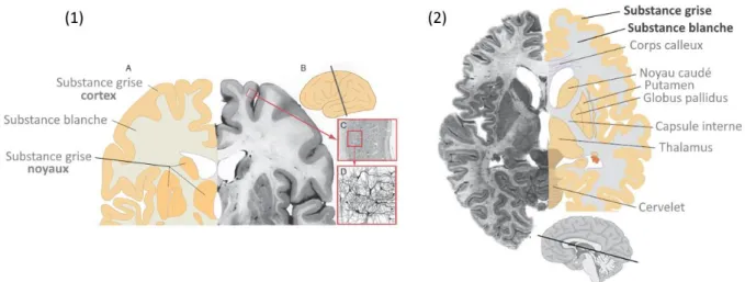 Figure  1  Représentation  schématique  de  l’anatomie  structurelle  interne  des  hémisphères  cérébraux  en  coupe  coronale  (1)  et  axiale  (2)