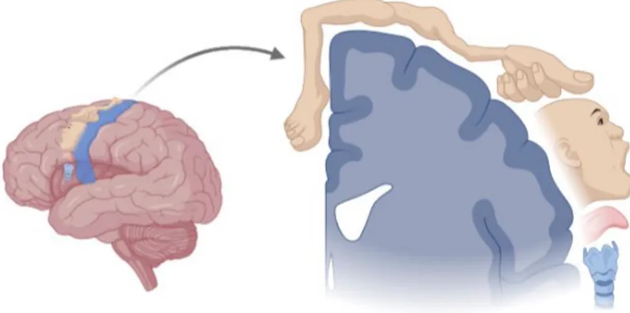 Figure  4  Organisation  somatotopique  du  cortex  moteur  primaire.  La  répartition  des  différents 