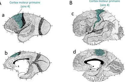 Figure 18 Carte des aires corticales chez le marmouset (A) et l'homme (B).  L’organisation corticale  et la répartition du cortex moteur primaire (M1 ou aire 4 de Brodmann) chez l’homme et le marmouset  sont semblables