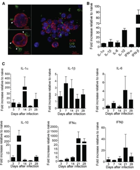 Figure 1. L. donovani Promotes Cytokine mRNA Expression in B Cells
