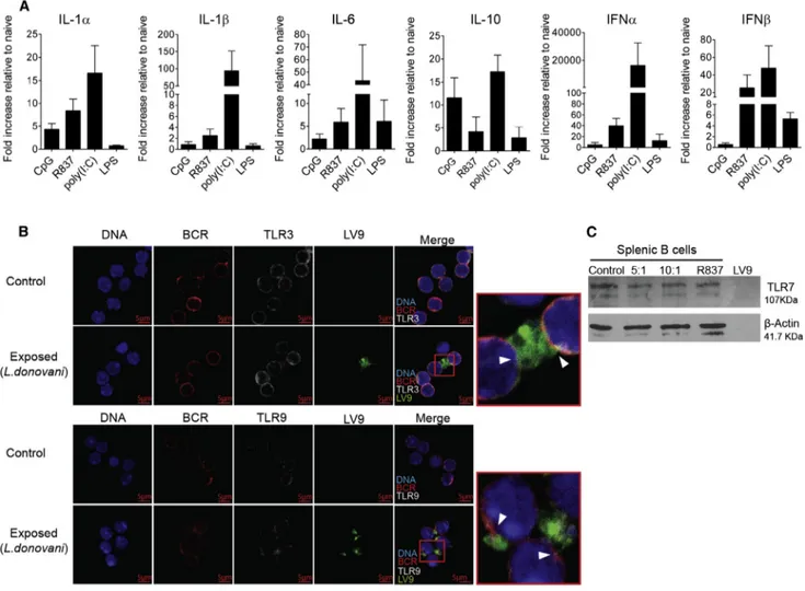 Figure 2. B Cells Express Endosomal TLRs and Respond to TLR Agonist Stimulation (A) Cytokine mRNA expression by qPCR in splenic B cells activated with TLR agonists for 8 hr.