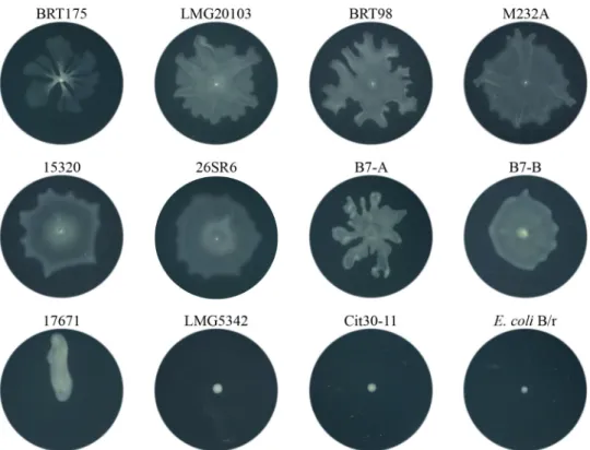 FIG 7 Mean plaque and cell viability counts after exposure to conditioned culture medium