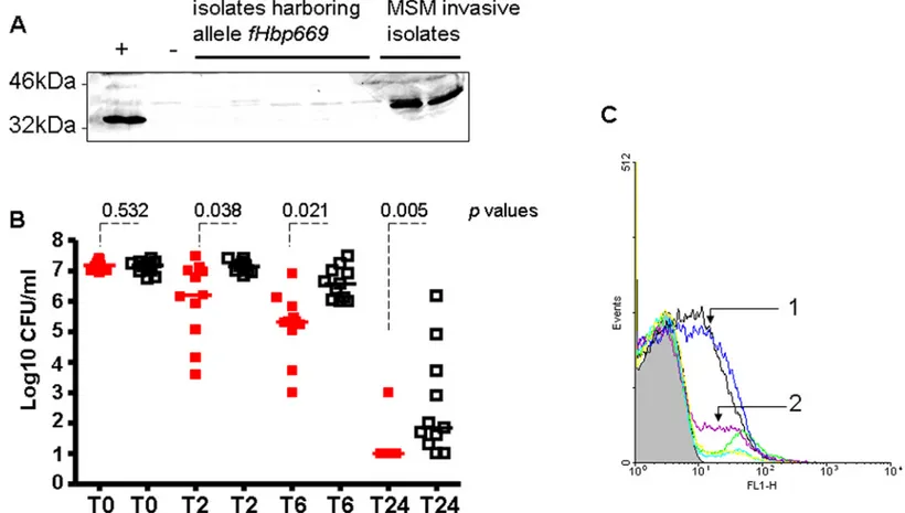 Fig 3. Impact of fHbp expression of invasive MSM isolates and urethritis isolates on meningococcal pathogenesis (A) Western blotting analysis to detect fHbp