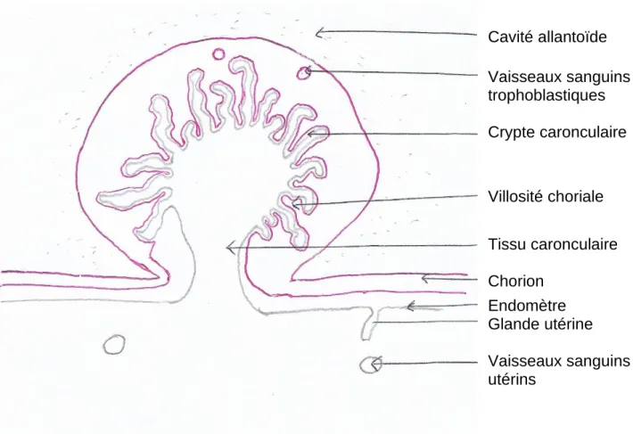 Figure 1 : Schéma d'un placentome (d’après Hanzen, 2015) 