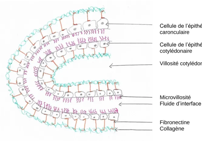 Figure  2  :  Schéma  de  l'interface  entre  le  cotylédon  fœtal  et  la  caroncule  maternelle  (d'après  Hanzen, 2015 et Eiler, 1997) Cellule de l’épithélium caronculaire Cellule de l’épithélium cotylédonaire Villosité cotylédonaire Microvillosité Flui