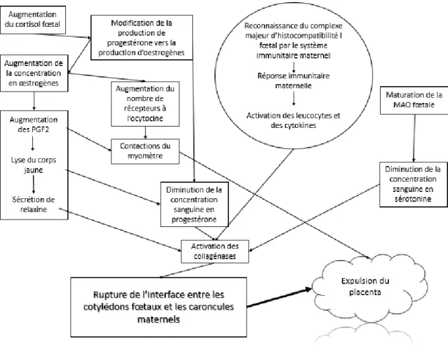 Figure 3 : Processus physiologique impliqué dans la séparation des membranes fœtales chez les  vaches (d’après Ganaie et al., 2018)  