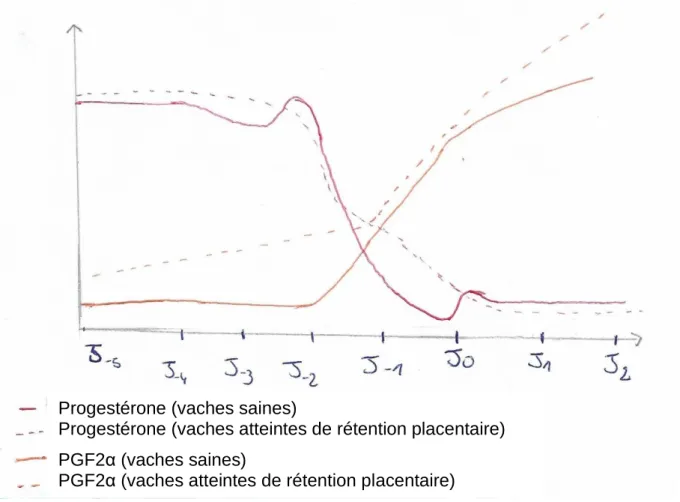 Figure 6 : Comparaison des concentrations sanguines en progestérone et PFG2α chez les vaches  atteintes de non-délivrance et chez des vaches saines autour de J0, jour du vêlage (d'après Peter &amp;  Bosu, 1987) 