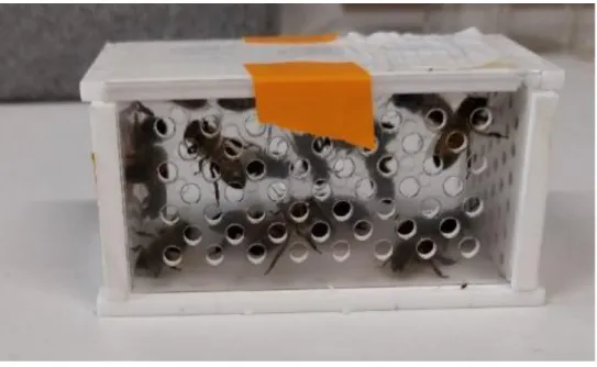 Figure 13 : Cassette permettant aux abeilles de passer la nuit en incubateur 