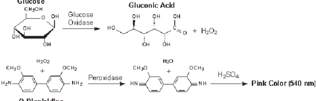 Figure 5 : Réaction enzymatique de la plage « Glucose » de la bandelette urinaire  (Arnaut de Toledo et al