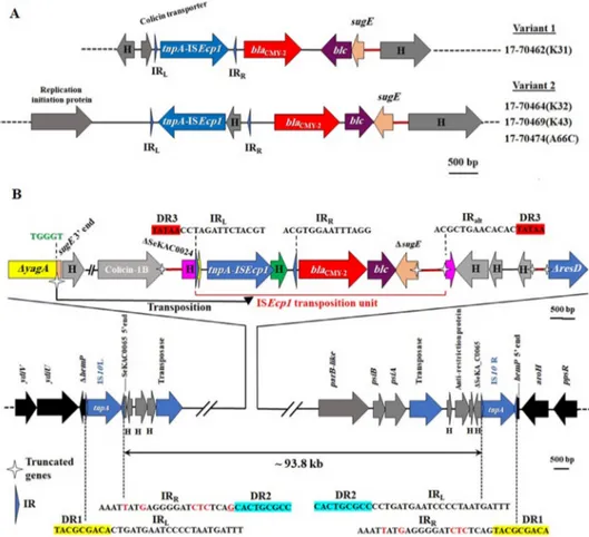 Fig. 1. Schematic diagrams showing the genomic organisation of the ISEcp1–bla CMY-2 transposition units and ﬂanking genes carried on (A) two extrachromosomal IncI1