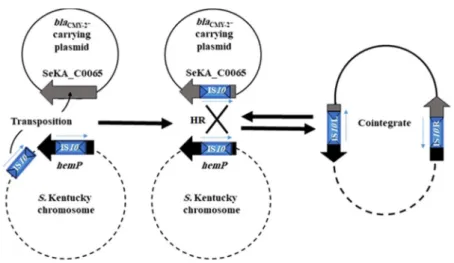 Fig. 4. Proposed model of a two-step mechanism of transposition followed by intermolecular homologous recombination for integration of the bla CMY-2 -carrying IncI1