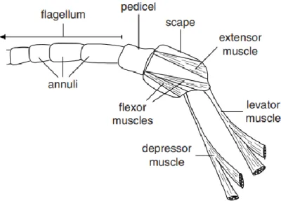 Figure 28 : Région proximale de l'antenne d'un hexapode avec détail de la musculature 