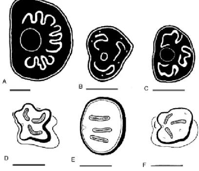 Figure 7 :  Plaques stigmatiques de larves L3 de six espèces de Muscidés (Skidmore, 1985)  A) Musca autumnalis, (B) Stomoxys calcitrans, (C) Haematobia irritans, (D) Muscina stabulans,  (E) Hydrotaea ignava (F) Hydrotaea sp