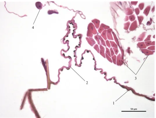 Illustration 31 : Coupe histologique de membrane articulaire de Stomoxys calcitrans HE x1000 (Illustration originale) 