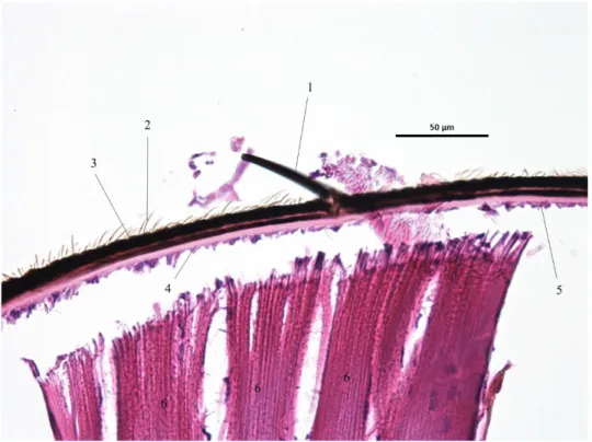 Illustration 33 : Coupe histologique de sensille trichoïde de Stomoxys calcitrans HE x400 (Illustration originale) 