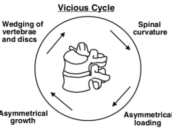 Figure 1.13 – Représentation du cercle vicieux d’intéraction entre la croissance des vertèbres et la déformation des disques présentée par Stokes (2007).