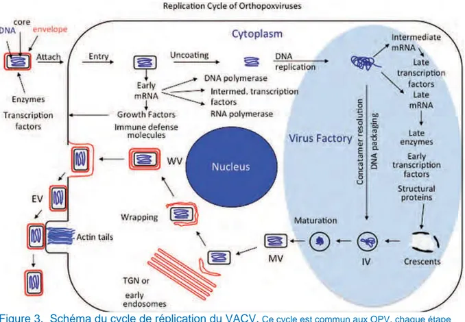 Figure 3.  Schéma du cycle de réplication du VACV.  Ce cycle est commun aux OPV, chaque étape  est représentée sur le schéma