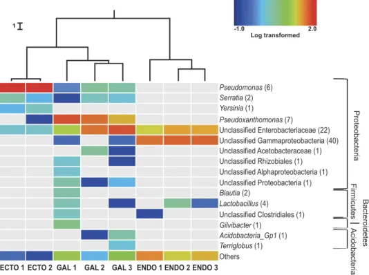 Figure 2.  Bacterial community composition of the eastern larch beetle and the galleries