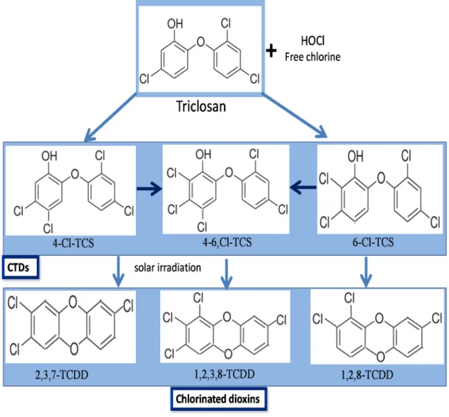 Figure 3. Photolytic degradation of chlorinated TCS derivatives (CTDs) to chlorinated dioxins