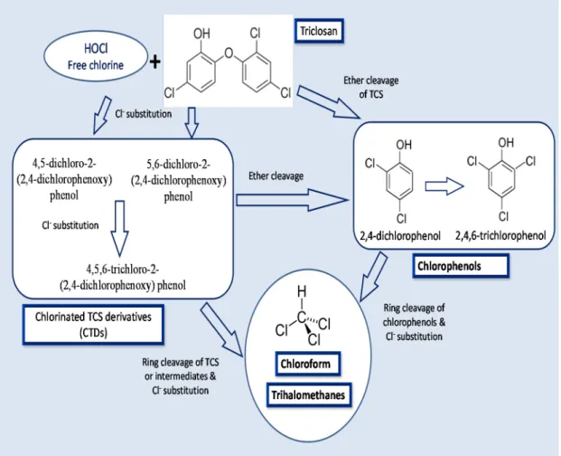 Figure 4. Mechanisms of TCS conversion to its intermediate products: chlorinated TCS  derivatives, chlorophenols and chloroform and trihalomethanes