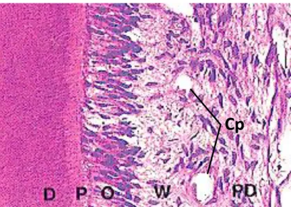 Figure 10 : Histologie de la pulpe dentaire, HE, MO x 200  Légende : Cp = capillaire, D = dentine, O = odontoblastes, P = prédentine, 