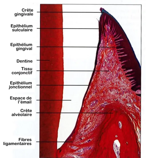 Figure 11 : Histologie de la muqueuse gingivale en zone de jonction, HE, MO 