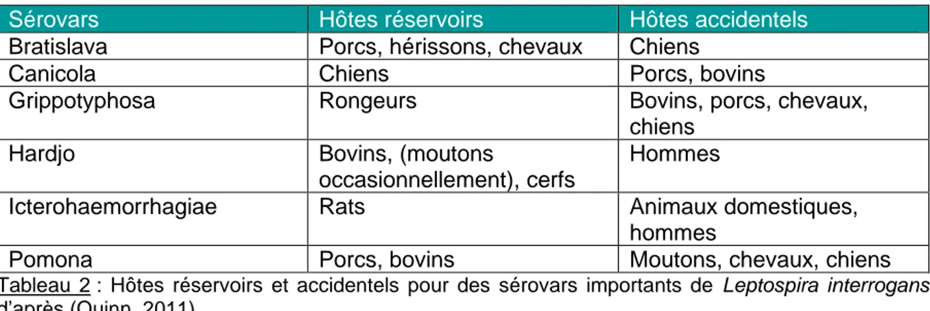 Tableau  2 :  Hôtes  réservoirs  et  accidentels  pour  des  sérovars  importants  de  Leptospira  interrogans 