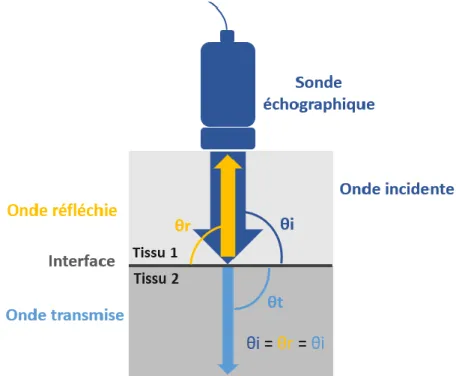 Figure  6  :  Principe  de  la  réflexion  des  ultrasons  au  niveau  d’une  interface  perpendiculaire  à  l’onde  incidente (d’après Barr et al., 2011) 