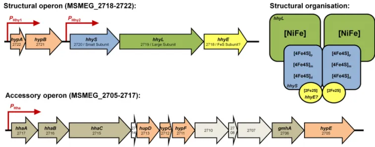 FIG 2 Components of the group 5 [NiFe]-hydrogenase of Mycobacterium smegmatis. RT-PCR analysis has clarified that M