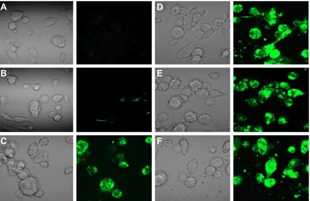 Figure 4 Confocal microscopy analysis of internalization of fluorescent BSA in live monocyte-derived macrophage cells.