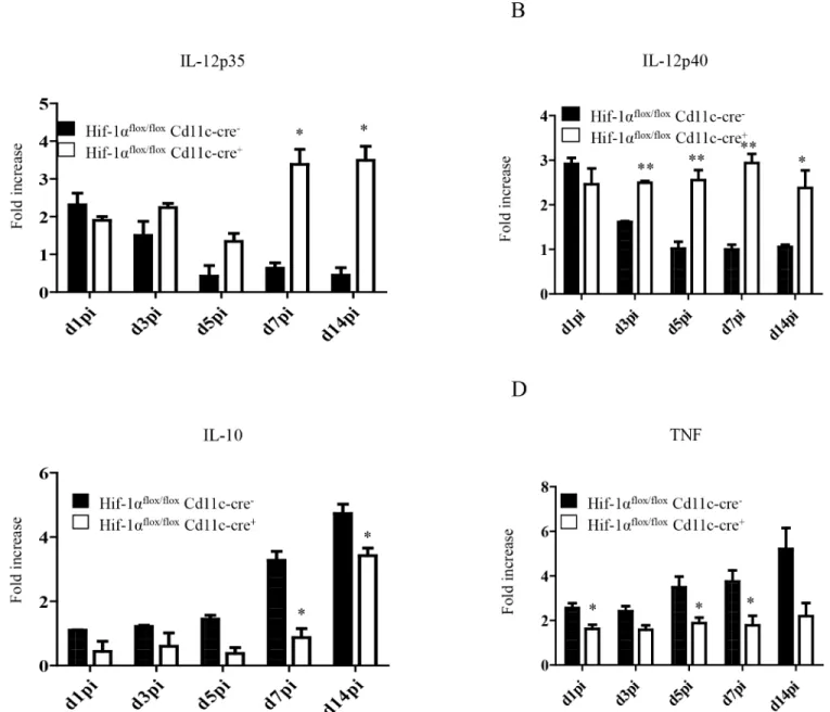 Fig 6. HIF-1 α hampers dendritic cell function. Mice were infected with 2x10 7 amastigotes intravenously