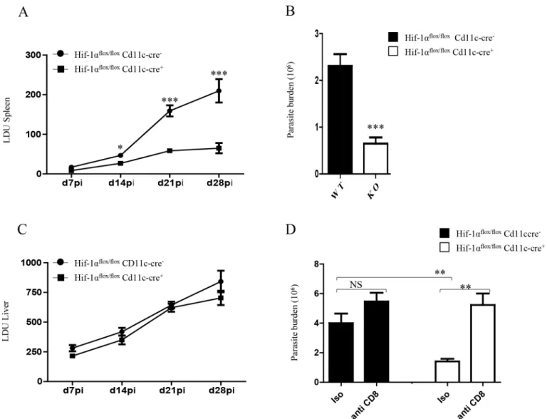Fig 7. HIF-1 α expression in CD11c +