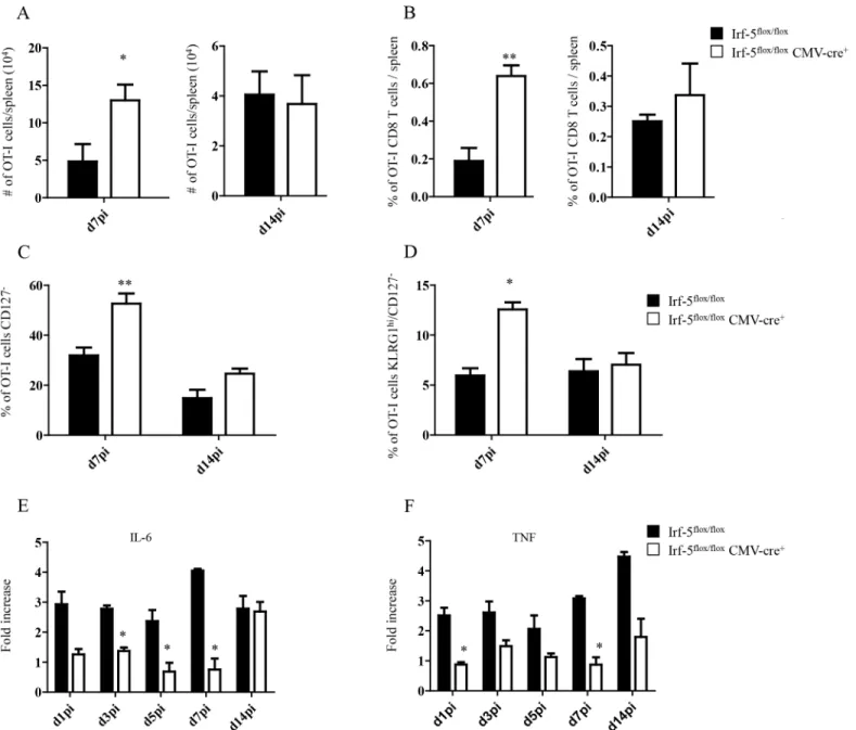 Fig 1. IRF-5-mediated inflammation limits CD8 +