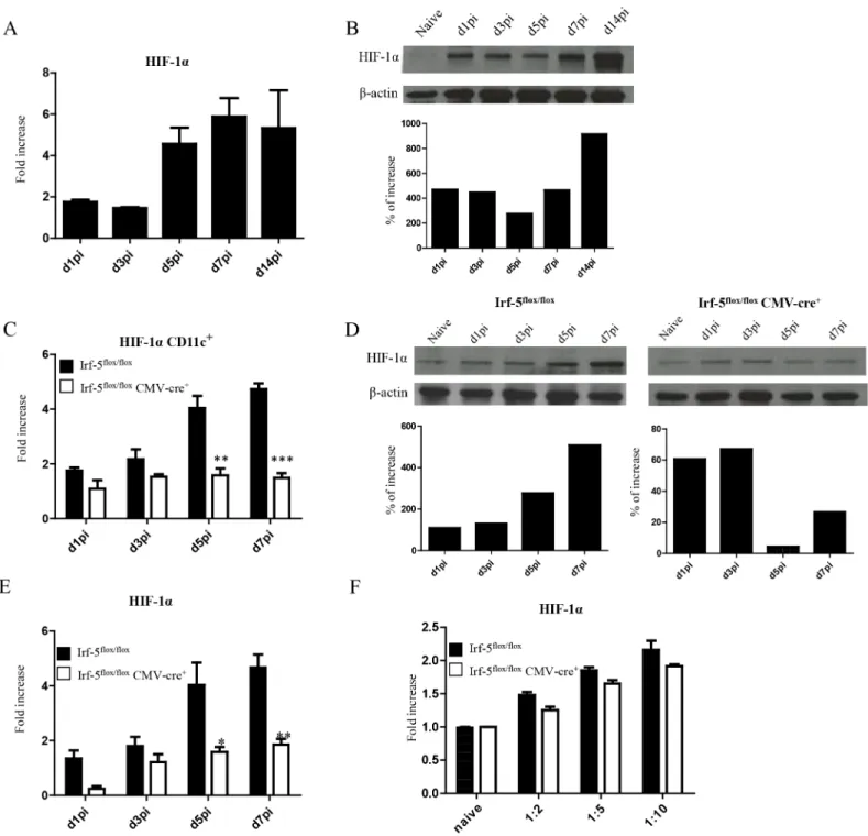 Fig 3. L. donovani infection induces HIF-1α expression in CD11c hi splenic DCs in an IRF-5 dependent manner